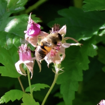 Eristalis tenax (Drone fly) at Wodonga - 18 Nov 2023 by KylieWaldon