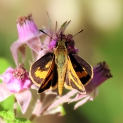 Ocybadistes walkeri (Green Grass-dart) at Wodonga - 19 Nov 2023 by KylieWaldon