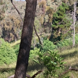 Ocybadistes walkeri at Wodonga - 19 Nov 2023 07:25 AM