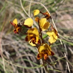 Diuris semilunulata (Late Leopard Orchid) at Captains Flat, NSW - 19 Nov 2023 by Csteele4