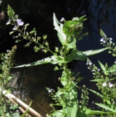 Veronica anagallis-aquatica (Blue Water Speedwell) at KIP001: Kippax Ck, Holt - 19 Nov 2023 by pinnaCLE