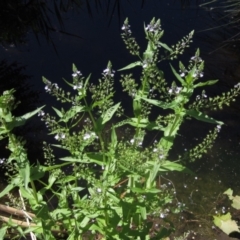 Veronica anagallis-aquatica at KIP001: Kippax Ck, Holt - 19 Nov 2023