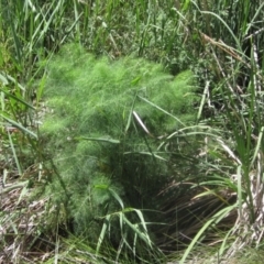 Foeniculum vulgare (Fennel) at KIP001: Kippax Ck, Holt - 19 Nov 2023 by pinnaCLE