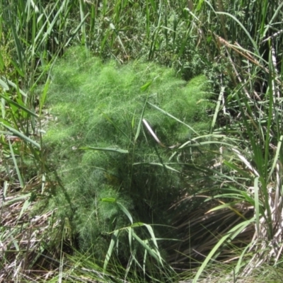 Foeniculum vulgare (Fennel) at KIP001: Kippax Ck, Holt - 19 Nov 2023 by pinnaCLE