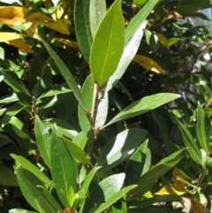 Laurus nobilis (Bay Tree) at Umbagong District Park - 19 Nov 2023 by pinnaCLE