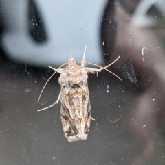 Chrysodeixis argentifera (Tobacco Looper) at Albury - 19 Nov 2023 by ChrisAllen