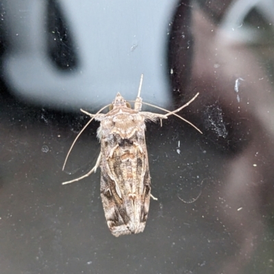 Chrysodeixis argentifera (Tobacco Looper) at Albury - 19 Nov 2023 by ChrisAllen