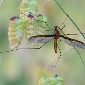 Leptotarsus (Macromastix) costalis at Felltimber Creek NCR - 19 Nov 2023