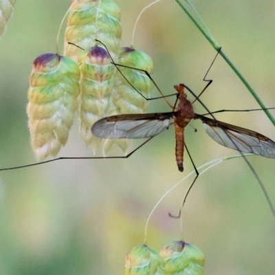 Leptotarsus (Macromastix) costalis (Common Brown Crane Fly) at West Wodonga, VIC - 18 Nov 2023 by KylieWaldon