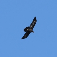 Aquila audax (Wedge-tailed Eagle) at Majura, ACT - 27 Jul 2023 by jb2602