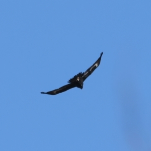 Aquila audax at Goorooyarroo NR (ACT) - 27 Jul 2023