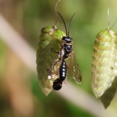 Unidentified Flower wasp (Scoliidae or Tiphiidae) at Wodonga - 18 Nov 2023 by KylieWaldon