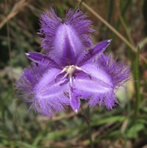 Thysanotus tuberosus at Hall Cemetery - 18 Nov 2023