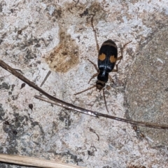 Pheropsophus verticalis (Bombardier beetle) at Albury - 19 Nov 2023 by ChrisAllen