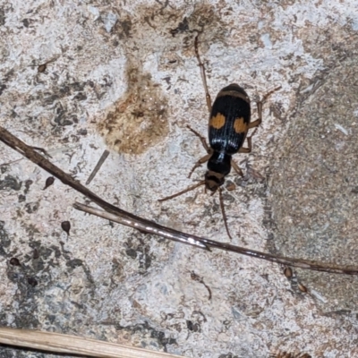 Pheropsophus verticalis (Bombardier beetle) at Thurgoona, NSW - 18 Nov 2023 by ChrisAllen