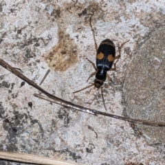 Pheropsophus verticalis (Bombardier beetle) at Albury - 18 Nov 2023 by ChrisAllen
