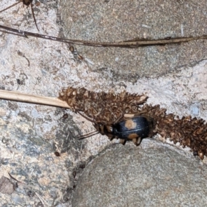 Pheropsophus verticalis at Albury - 19 Nov 2023