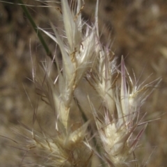 Rytidosperma (genus) (Wallaby Grass) at Hall Cemetery - 18 Nov 2023 by pinnaCLE