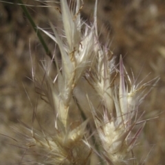 Rytidosperma sp. (Wallaby Grass) at Wallaroo, NSW - 18 Nov 2023 by pinnaCLE