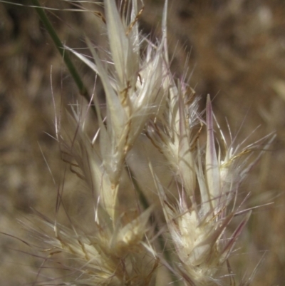 Rytidosperma sp. (Wallaby Grass) at Wallaroo, NSW - 18 Nov 2023 by pinnaCLE