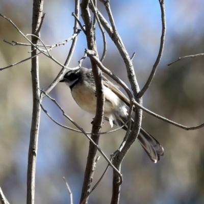 Rhipidura albiscapa (Grey Fantail) at Goorooyarroo NR (ACT) - 27 Jul 2023 by jb2602