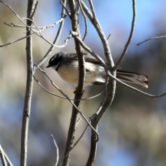 Rhipidura albiscapa at Goorooyarroo NR (ACT) - 27 Jul 2023 01:02 PM