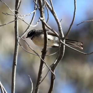 Rhipidura albiscapa at Goorooyarroo NR (ACT) - 27 Jul 2023