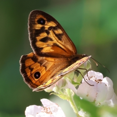 Heteronympha merope (Common Brown Butterfly) at Felltimber Creek NCR - 18 Nov 2023 by KylieWaldon