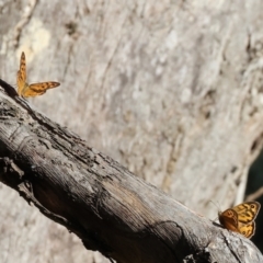 Heteronympha merope at Wodonga - 19 Nov 2023 07:20 AM