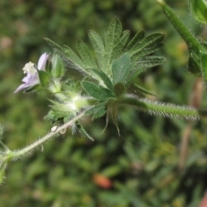 Geranium solanderi var. solanderi at Hall Cemetery - 18 Nov 2023