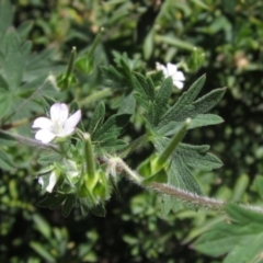 Geranium solanderi var. solanderi at Hall Cemetery - 18 Nov 2023