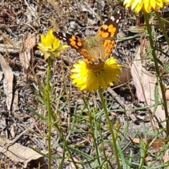 Vanessa kershawi (Australian Painted Lady) at Little Taylor Grassland (LTG) - 17 Nov 2023 by galah681