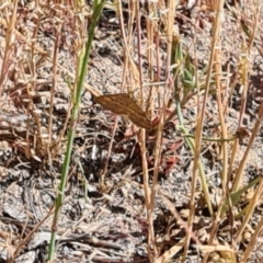 Scopula rubraria (Reddish Wave, Plantain Moth) at Little Taylor Grassland (LTG) - 17 Nov 2023 by galah681