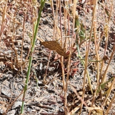 Scopula rubraria (Reddish Wave, Plantain Moth) at Little Taylor Grassland (LTG) - 17 Nov 2023 by galah681