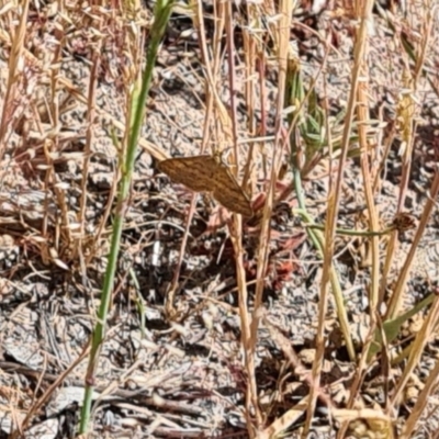 Scopula rubraria (Reddish Wave, Plantain Moth) at Little Taylor Grasslands - 17 Nov 2023 by galah681