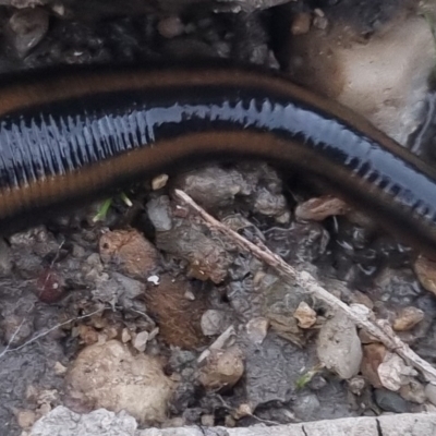 Hirudinidae sp. (family) (A Striped Leech) at Bungendore, NSW - 19 Nov 2023 by clarehoneydove