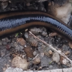 Hirudinidae sp. (family) (A Striped Leech) at Bungendore, NSW - 19 Nov 2023 by clarehoneydove