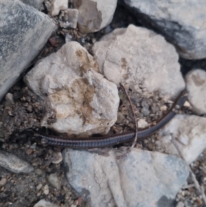 Hirudinidae sp. (family) at QPRC LGA - suppressed