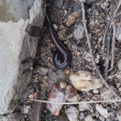 Hirudinidae sp. (family) at QPRC LGA - 19 Nov 2023