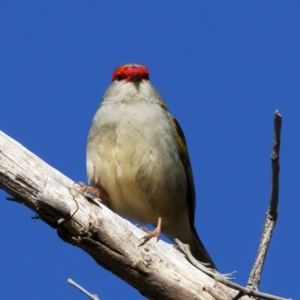 Neochmia temporalis at Goorooyarroo NR (ACT) - 27 Jul 2023