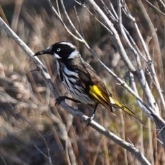 Phylidonyris novaehollandiae (New Holland Honeyeater) at Jervis Bay, JBT - 4 Aug 2023 by RobG1