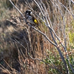 Phylidonyris novaehollandiae at Booderee National Park1 - 4 Aug 2023 10:39 AM