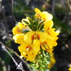 Dillwynia floribunda (Flowery Parrot-pea, Showy Parrot-pea) at Booderee National Park - 4 Aug 2023 by RobG1