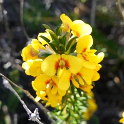 Dillwynia floribunda (Flowery Parrot-pea, Showy Parrot-pea) at Jervis Bay, JBT - 4 Aug 2023 by RobG1