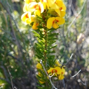 Dillwynia floribunda at Booderee National Park - 4 Aug 2023