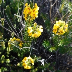 Dillwynia floribunda at Booderee National Park - 4 Aug 2023