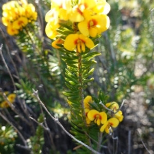 Dillwynia floribunda at Booderee National Park - 4 Aug 2023