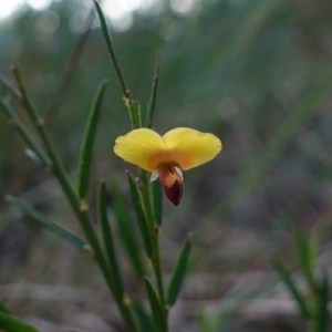 Bossiaea heterophylla at Vincentia, NSW - 4 Aug 2023