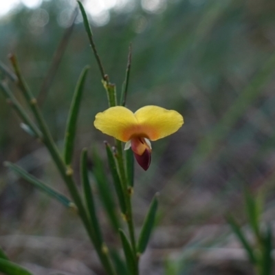 Bossiaea heterophylla (Variable Bossiaea) at Vincentia, NSW - 4 Aug 2023 by RobG1