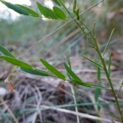 Bossiaea heterophylla at Vincentia, NSW - 4 Aug 2023